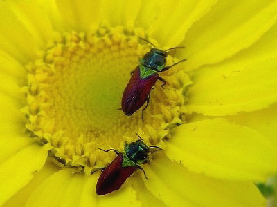 Anthaxia passerinii in Toscana (Buprestidae)